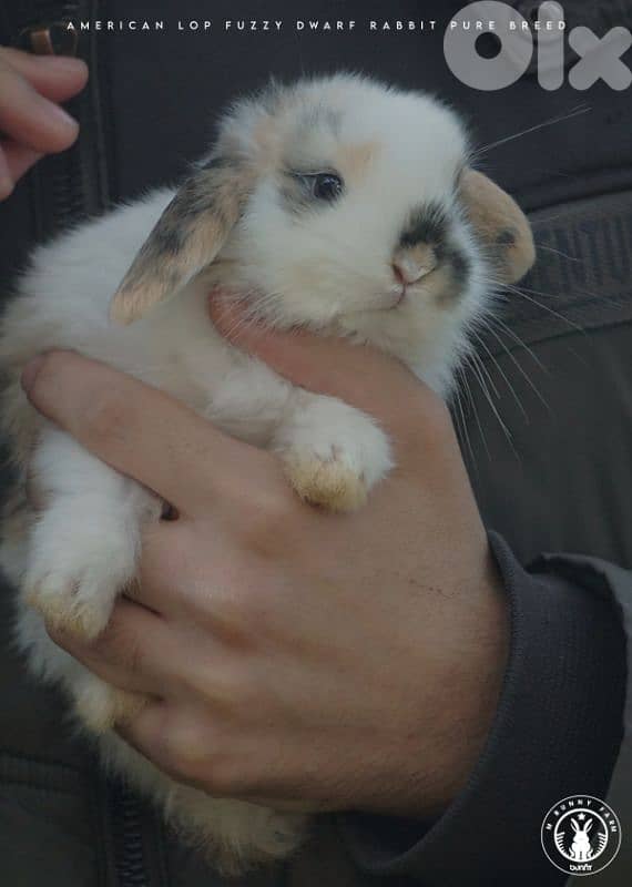 جميع سلالات الأرانب أجنبية نقية -  rabbit pure breed 15