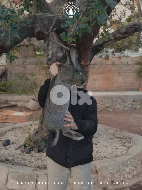 جميع سلالات الأرانب أجنبية نقية -  rabbit pure breed 16