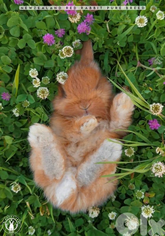 جميع سلالات الأرانب أجنبية نقية -  rabbit pure breed 19