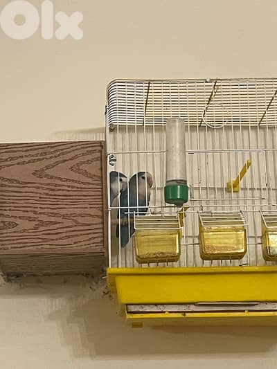 جوز روز اوبلاين