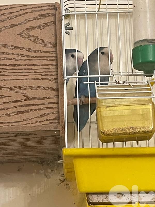 جوز روز اوبلاين 1