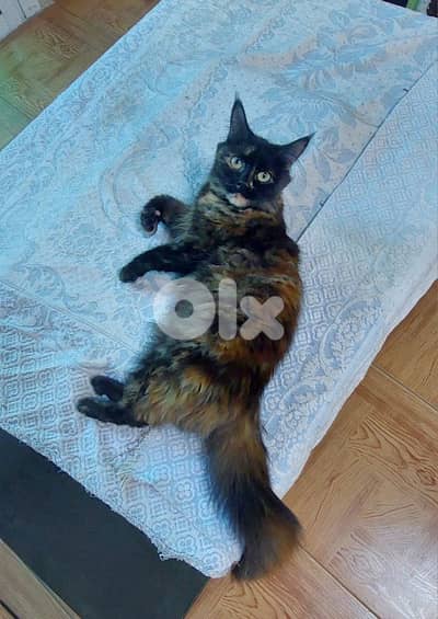 cat for adoption قطة للتبني