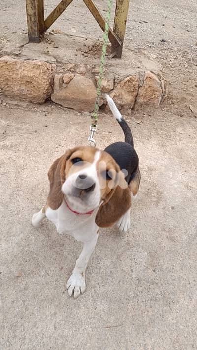 Cute and Active Beagle Puppy for Sale