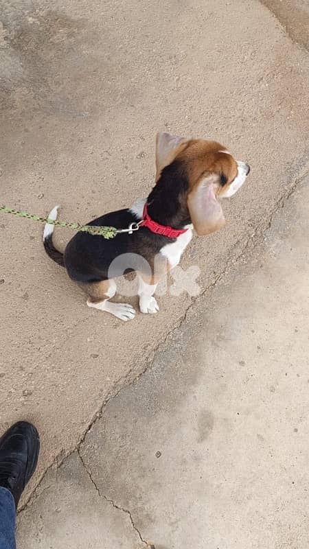 Cute and Active Beagle Puppy for Sale 1