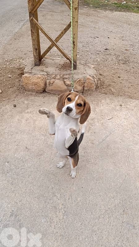 Cute and Active Beagle Puppy for Sale 2