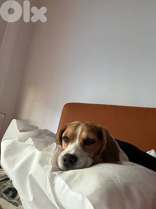 Cute and Active Beagle Puppy for Sale 3