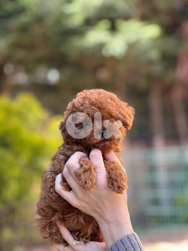 poodle toy 1