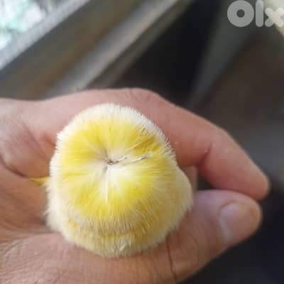 غلوستر ذكران الحبة ب ٣٠$