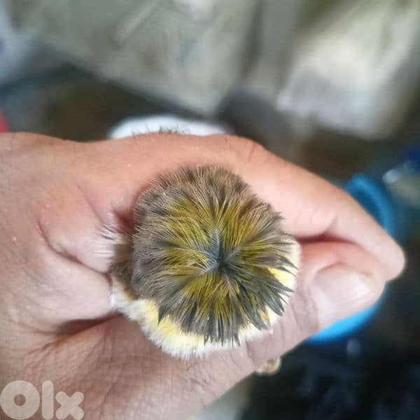 غلوستر ذكران الحبة ب ٣٠$ 2