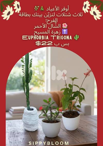 The Perfect Christmas Plants Set