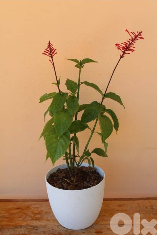 The Perfect Christmas Plants Set 1