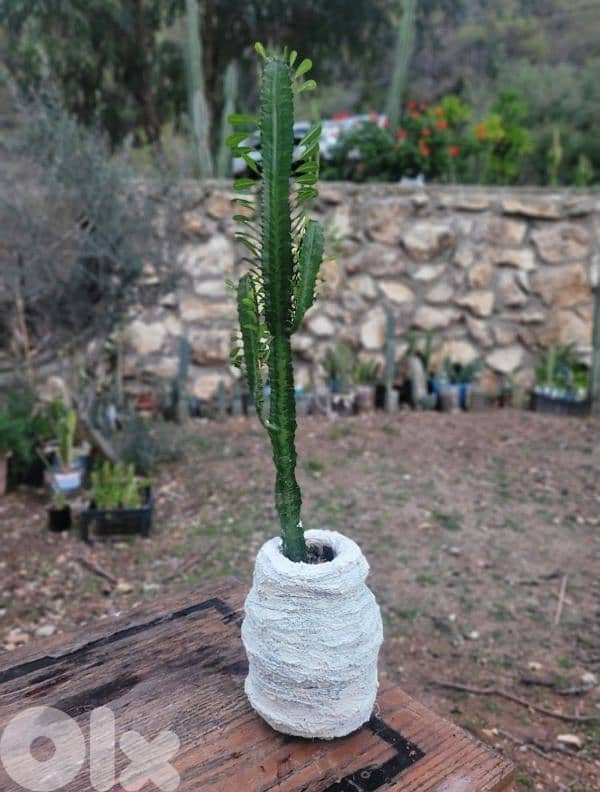 The Perfect Christmas Plants Set 2