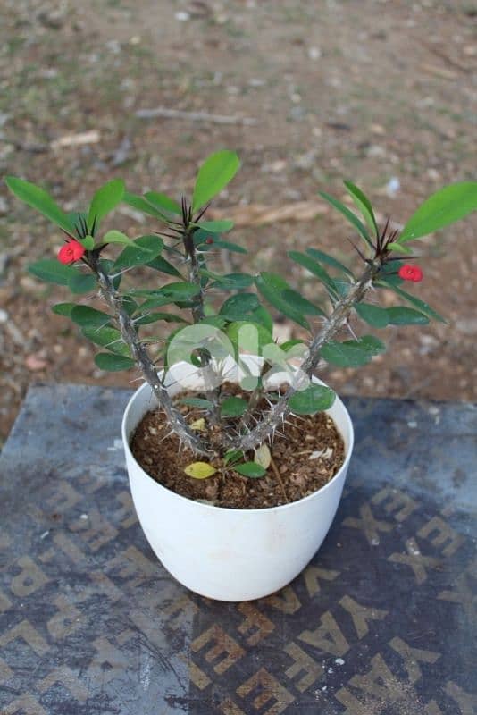 The Perfect Christmas Plants Set 3