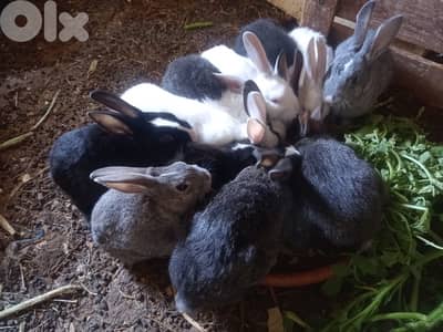 Rabbits - أرانب