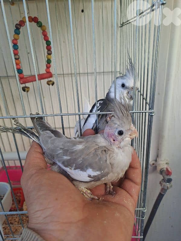 فراخ كروان وايت فيس 1