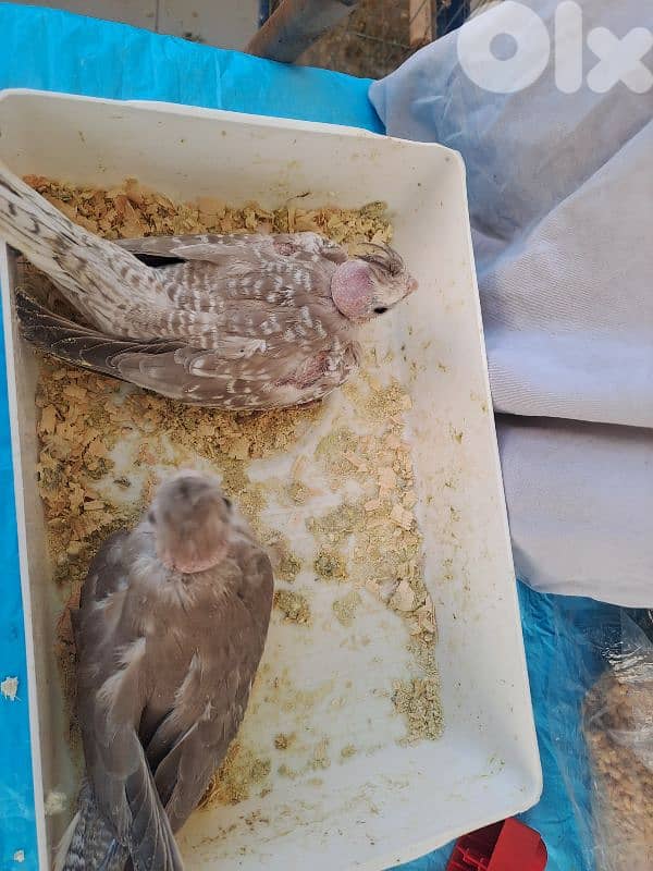 فراخ كروان وايت فيس 2