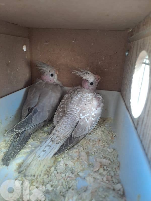 فراخ كروان وايت فيس 3