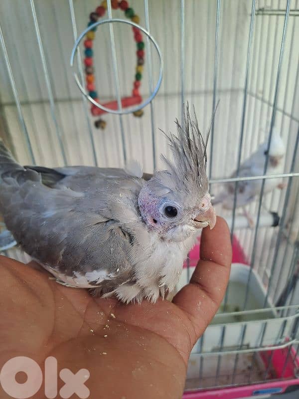 فراخ كروان وايت فيس 4