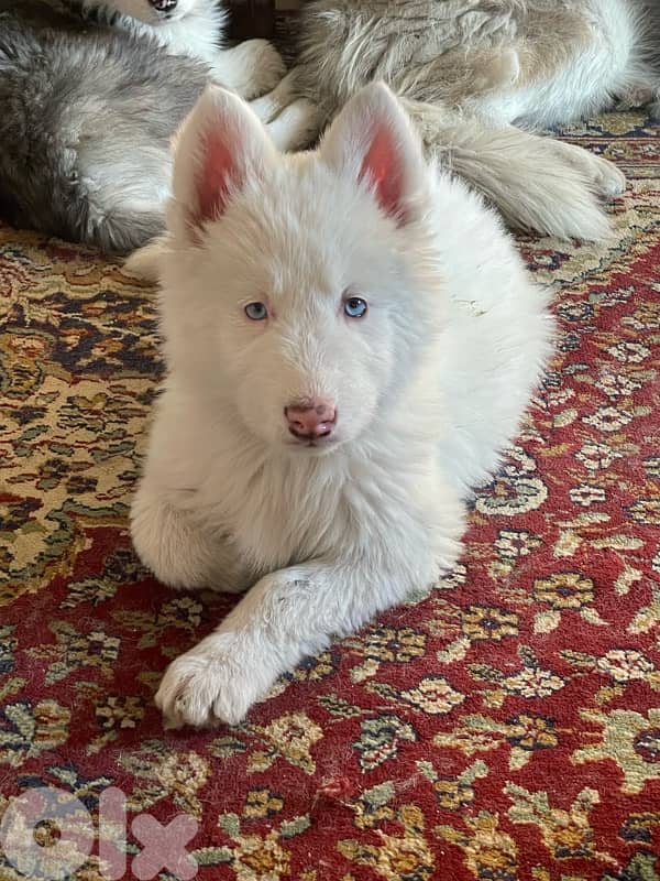 siberian husky , pure breed 2