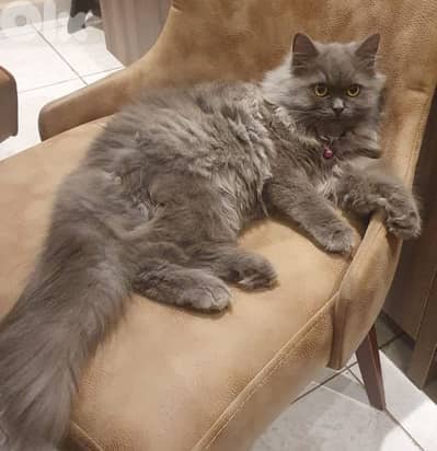 British male is needed for mating