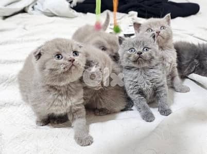 scottish kittens 70485808