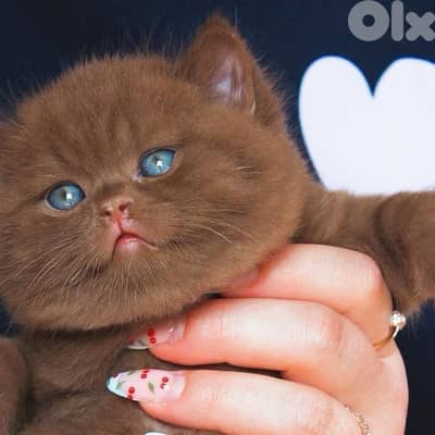 scottish kittens 70485808