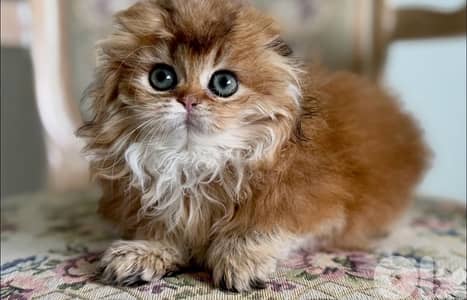 scottish gold 70485808