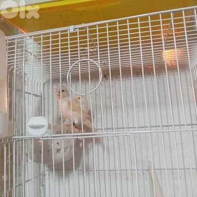 كنرات غولستر واغات بلدي ومناديق وموزيك وكروان