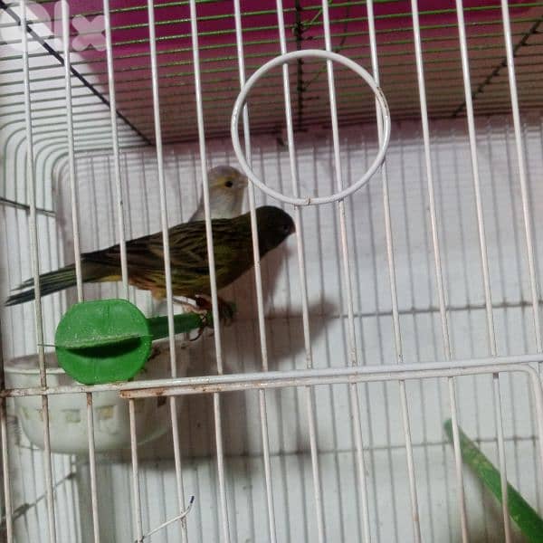 كنرات غولستر واغات بلدي ومناديق وموزيك وكروان 1