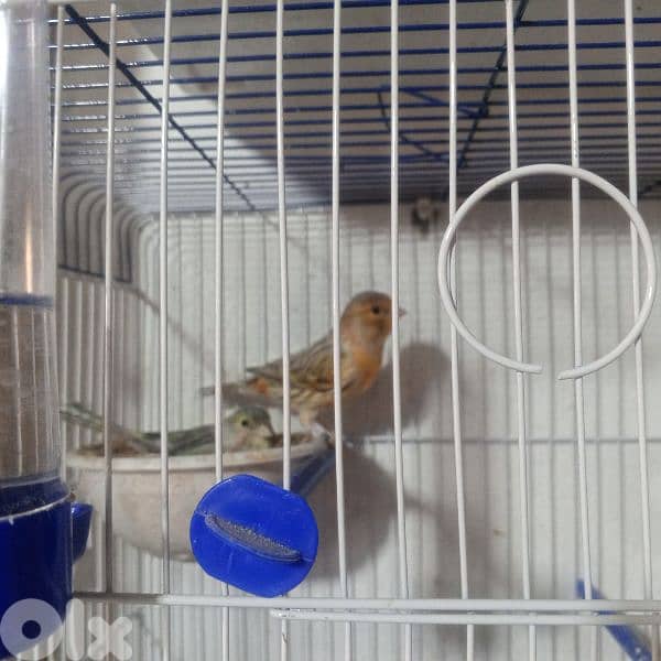 كنرات غولستر واغات بلدي ومناديق وموزيك وكروان 2