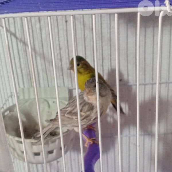 كنرات غولستر واغات بلدي ومناديق وموزيك وكروان 3