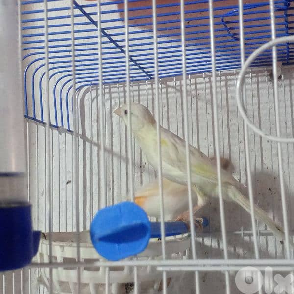 كنرات غولستر واغات بلدي ومناديق وموزيك وكروان 4