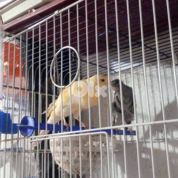 كنرات غولستر واغات بلدي ومناديق وموزيك وكروان 5