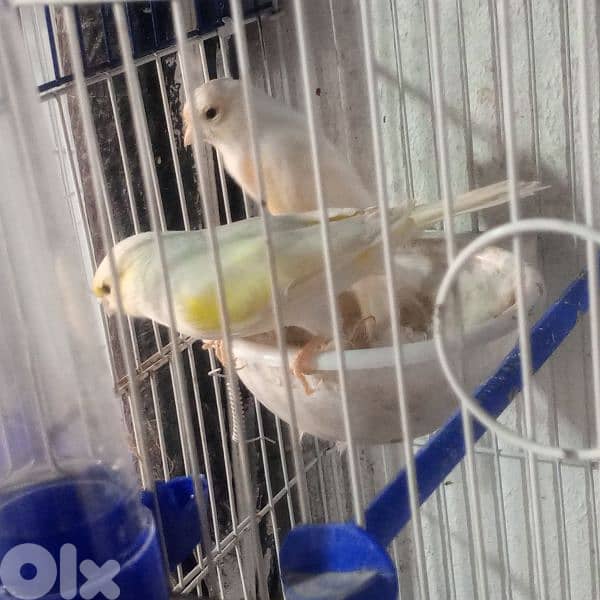 كنرات غولستر واغات بلدي ومناديق وموزيك وكروان 6