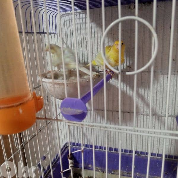 كنرات غولستر واغات بلدي ومناديق وموزيك وكروان 7