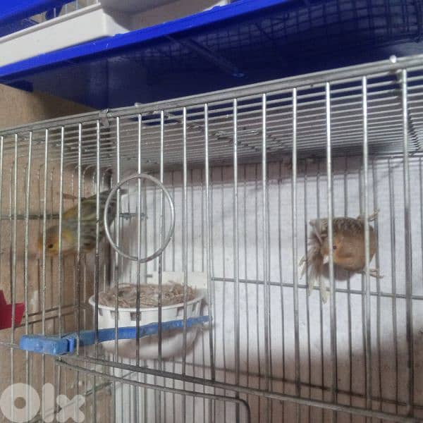 كنرات غولستر واغات بلدي ومناديق وموزيك وكروان 8