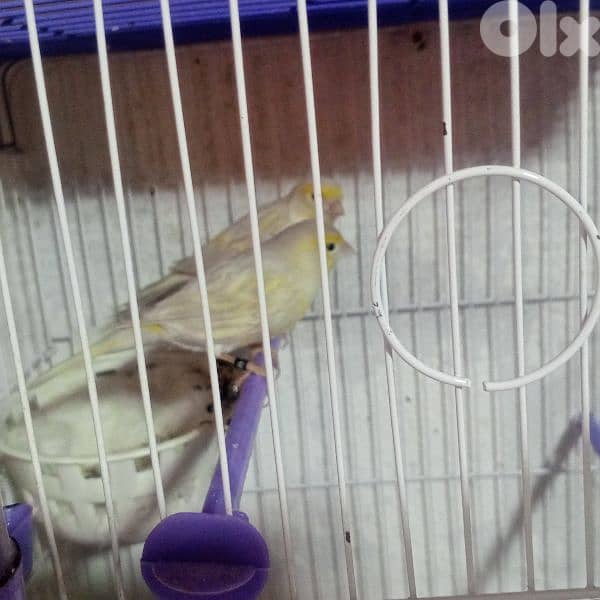 كنرات غولستر واغات بلدي ومناديق وموزيك وكروان 9