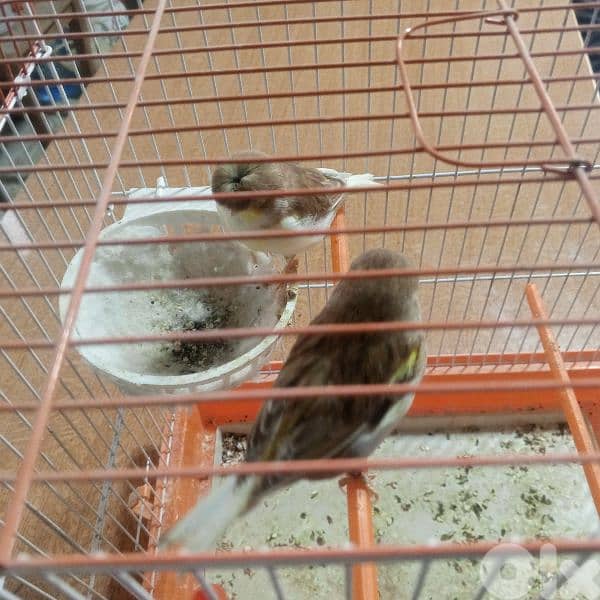 كنرات غولستر واغات بلدي ومناديق وموزيك وكروان 10