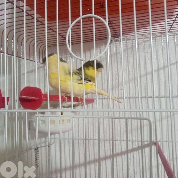 كنرات غولستر واغات بلدي ومناديق وموزيك وكروان 11