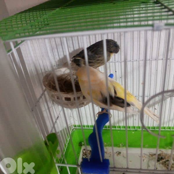 كنرات غولستر واغات بلدي ومناديق وموزيك وكروان 12