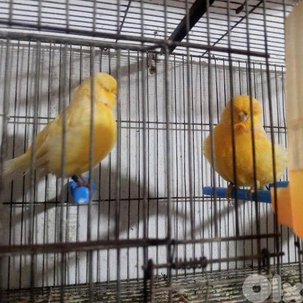 كنرات غولستر واغات بلدي ومناديق وموزيك وكروان 13