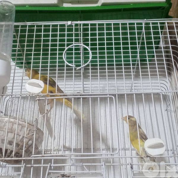 كنرات غولستر واغات بلدي ومناديق وموزيك وكروان 14