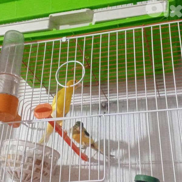 كنرات غولستر واغات بلدي ومناديق وموزيك وكروان 15