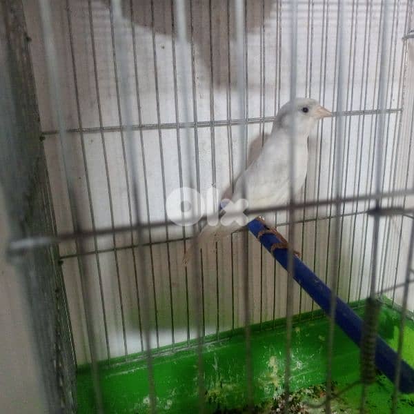 كنرات غولستر واغات بلدي ومناديق وموزيك وكروان 16