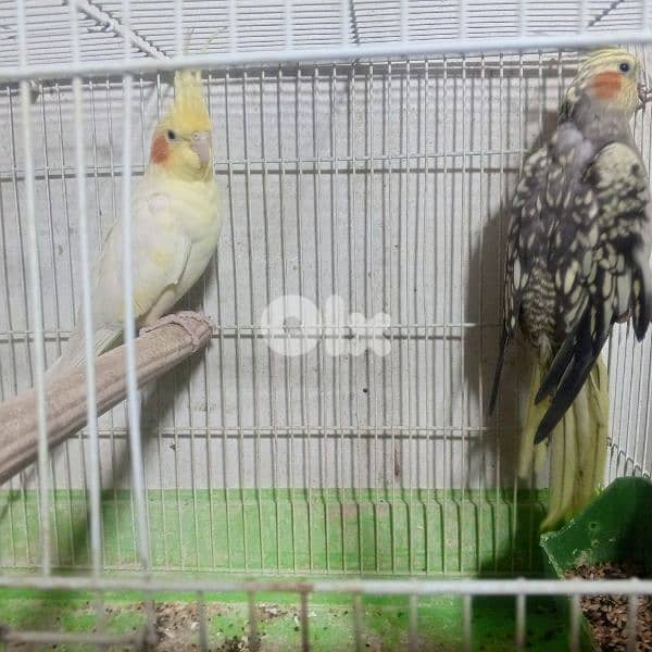 كنرات غولستر واغات بلدي ومناديق وموزيك وكروان 17