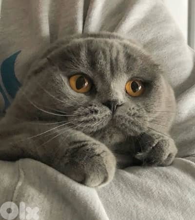 scottish female 70485808