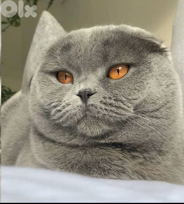 scottish female 70485808 1