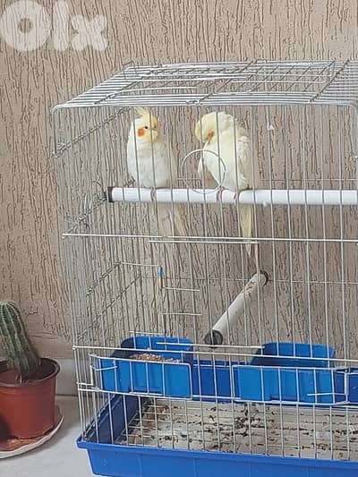 جوز كروان للبيع