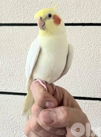 ذكر  كروان  تزقيم إيد سوبررررر ترويض شي خيال نغمات عديدة