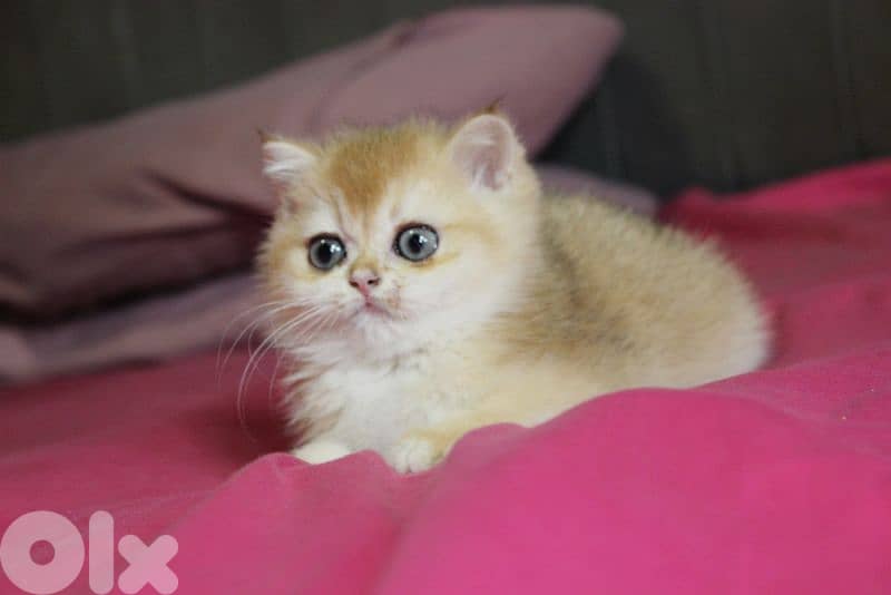 golden and silver chinchilla ara available. 2